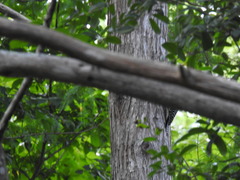 Melanerpes carolinus image