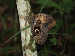 Caligo telamonius memnon