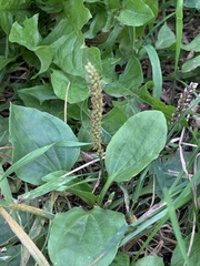Plantago major