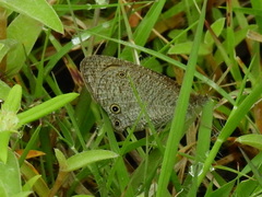 Ypthima asterope mahratta