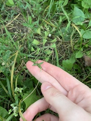 Capsella bursa-pastoris