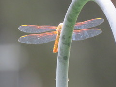 Libellula croceipennis