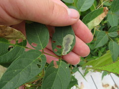 Anarsioses aberrans