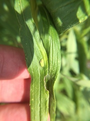 Asphondylia solidaginis