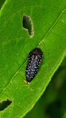 Acmaeoderini
