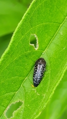 Acmaeoderini