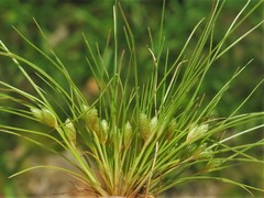 Fimbristylis vahlii