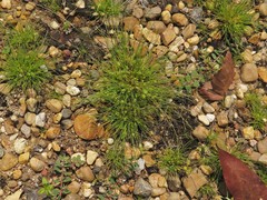 Fimbristylis vahlii
