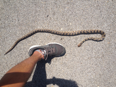 Pantherophis ramspotti