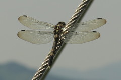 Orthetrum albistylum speciosum