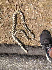 Pantherophis ramspotti