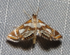 Chrysendeton medicinalis