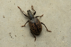 Otiorhynchus aurifer