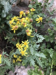 Senecio eremophilus