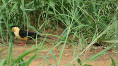 Vidua regia