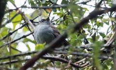 Silvicultrix frontalis