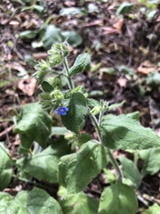 Pentaglottis sempervirens
