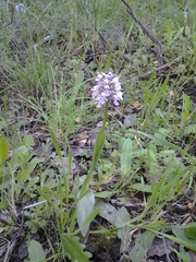 Neotinea conica