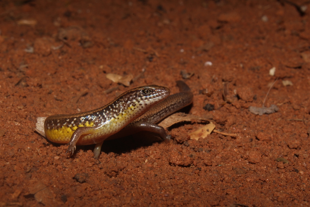 White-Spotted Supple Skink