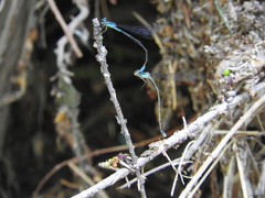 Acanthagrion quadratum
