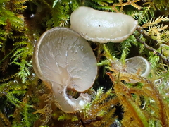 Arrhenia lobata