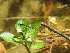 Acanthagrion quadratum