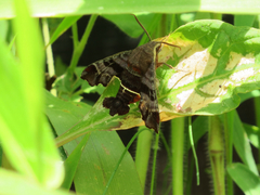 Amphion floridensis