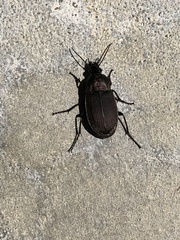 Chlaenius tomentosus