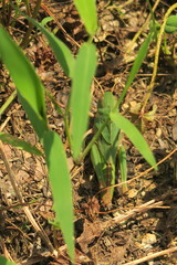 Gastrimargus marmoratus