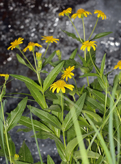 Arnica lanceolata prima