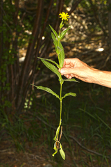 Arnica lanceolata prima