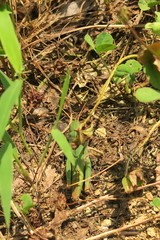 Gastrimargus marmoratus