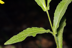 Arnica lanceolata prima