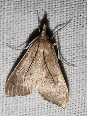 Mecyna asinalis