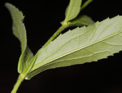 Arnica lanceolata prima