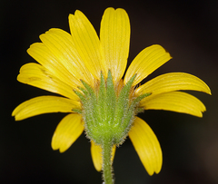Arnica lanceolata prima