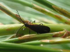 Leptoceletes basalis