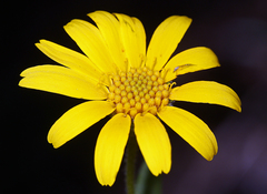 Arnica lanceolata prima
