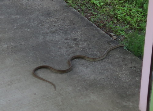 Elaphe quadrivirgata