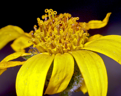 Arnica lanceolata prima