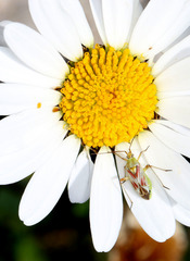 Calocoris roseomaculatus roseomaculatus