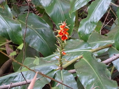 Hedychium gardnerianum