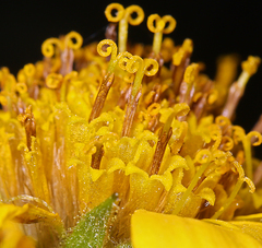 Arnica lanceolata prima