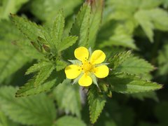 Potentilla cryptotaeniae