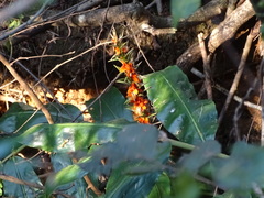Hedychium gardnerianum