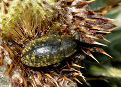 Larinus turbinatus