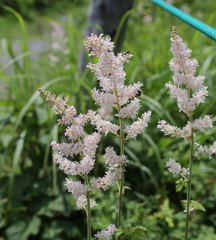 Astilbe formosa