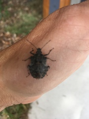 Brochymena affinis