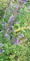 Nepeta sibirica