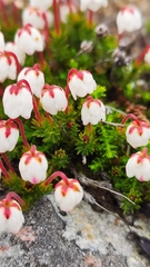 Harrimanella hypnoides